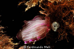 Prostaeceraeus giesbrechtii (underwater worm) by Ferdinando Meli 